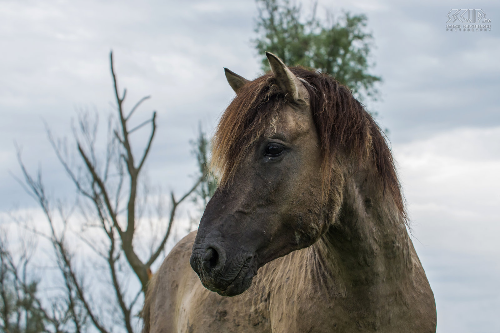 Konik paarden - Oostvaardersplassen De Oostvaardersplassen in Flevoland is het grootste nationale park in Nederland. Het is een groot moerasgebied met rietvlaktes, ruige graslanden en waterplassen waar duizenden vogels zoals ganzen, lepelaars, aalscholvers, reigers, ... vertoeven. 25 jaar geleden werden er ook edelherten, heckrunderen en konik paarden uitgezet. Nu leven er ongeveer 1000 wilde paarden, de grootste populatie in Europa. De konik is van oorsprong een Pools en Wit-Russisch klein wild paard. Ze leven in grote groepen met veel veulens en er is vaak veel interactie en zelfs gevechten. Het is fantastisch om tussen de vele paarden te kunnen vertoeven. Stefan Cruysberghs